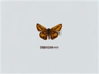 藏品(竹橙斑弄蝶)的圖片